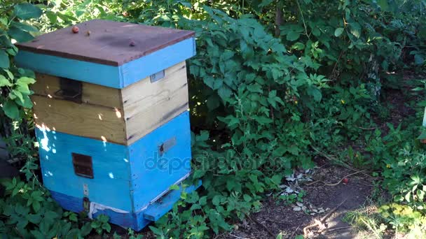 The bees fly into the blue hive — Stock Video
