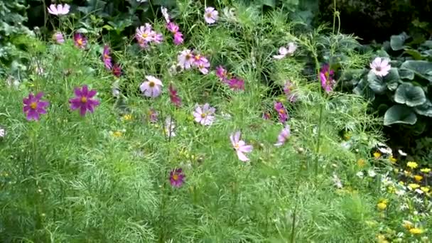 Roze kosmos bloem in de tuin — Stockvideo