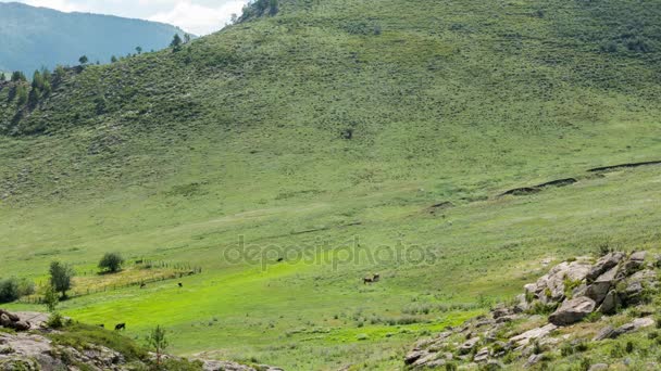 Timelapse collina verde UHD — Video Stock