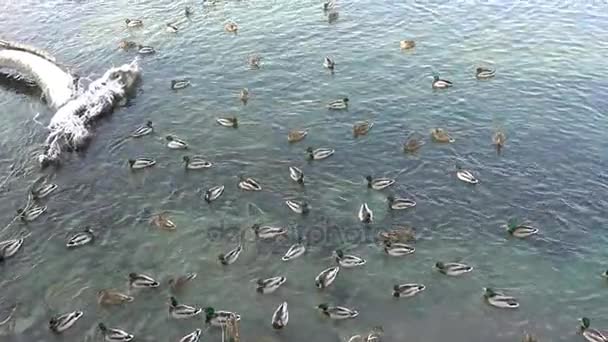 De nombreux canards nagent dans un étang gelé — Video