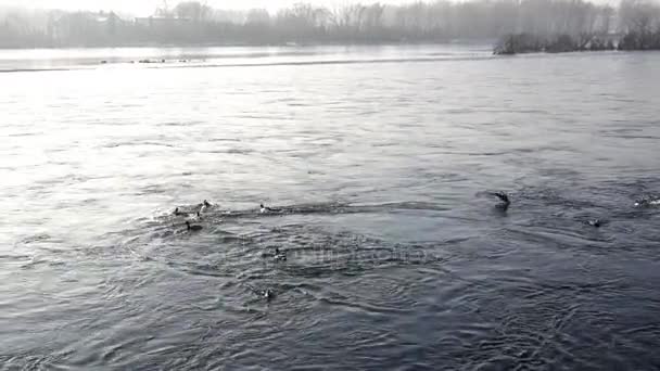 냉동 강에 많은 오리 수영 — 비디오