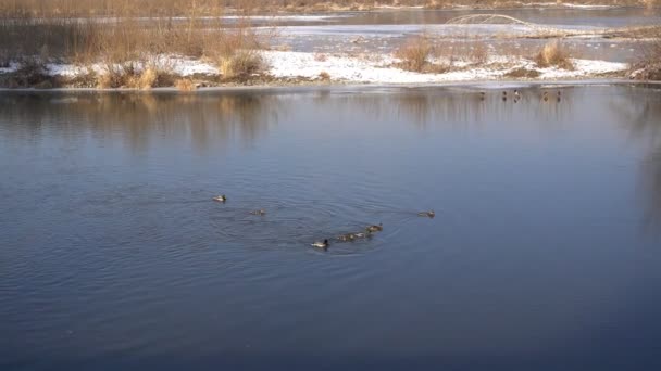 Enkele eenden zwemmen in een ijskoude rivier — Stockvideo
