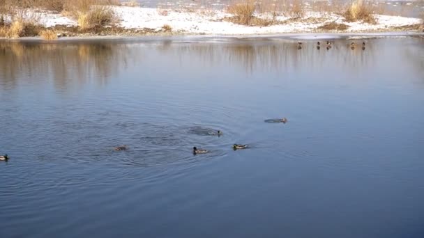 Plusieurs canards nagent dans une rivière gelée — Video