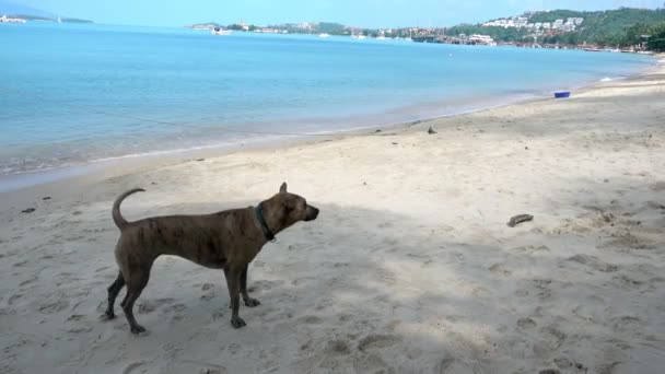 Cane sulla spiaggia e sull'oceano di bangrak Koh Samui, Thailandia — Video Stock