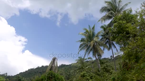 Krásné zelené palm na pozadí hory a nebe. — Stock video