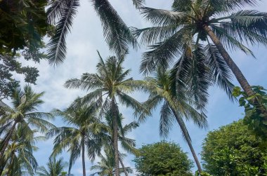 Hindistan cevizi ağacı ile parlak gök, Hindistan cevizi plantasyon.
