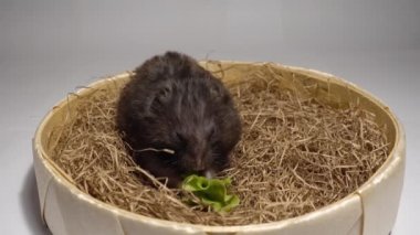 Hamster saman üzerinde oturan ve yaprak yeşil yiyecek.