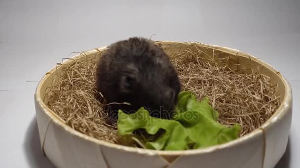Chomik, siedząc na siano i jeść zielony liść. — Wideo stockowe