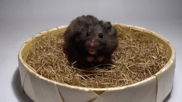 Hamster duduk di atas jerami dengan makanan untuk pipi . — Stok Video
