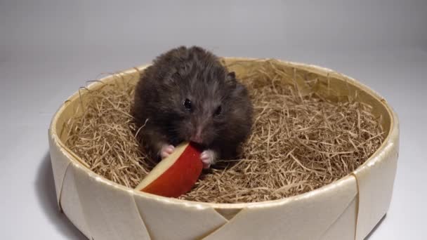 Hamster zittend op hooi en het eten van rode appel. — Stockvideo