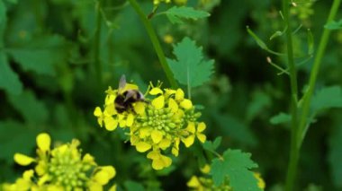 Yaban-arısı bir çiçek nektar toplar. Tozlaşma.