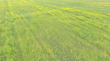 Çiçek alanları kuşbakışı. Helikopter. Casus uçak.