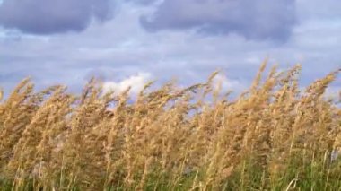 Altın alan kulak buğday gökyüzü karşı. Bulutlu gökyüzü.