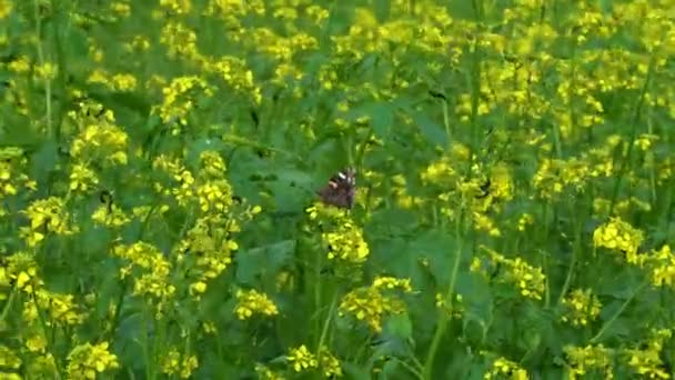 Πεταλούδα Ξεπλένει Μουστάρδας Λουλούδια — Αρχείο Βίντεο