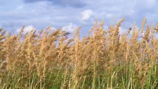 Campo Oro Espigas Trigo Contra Cielo Cielo Nublado — Vídeos de Stock