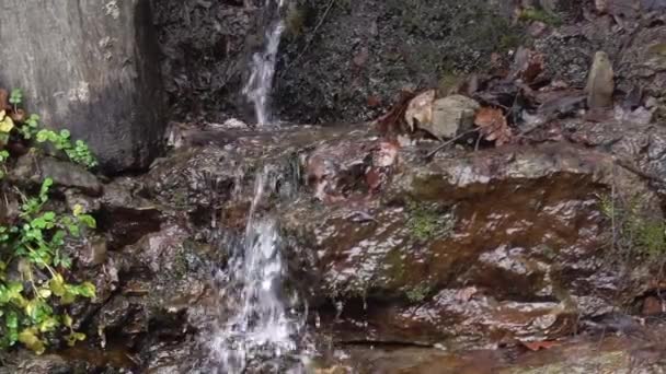 Lövés Egy Vízesés Erdőben Tartalék Park — Stock videók