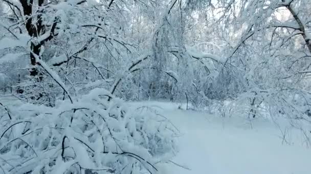 雪に覆われた冬の森 雪に覆われた青い空を背景に木の枝 ドローン上村間のスパンします — ストック動画