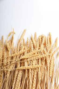 Altın buğday beyaz bir masada yatıyor. Çavdar sapı beyaz bir sırt üzerinde