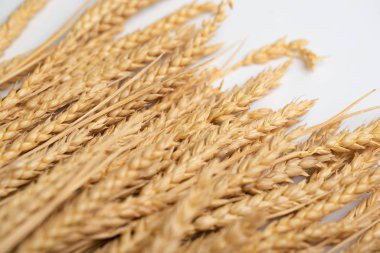 Altın buğday beyaz bir masada yatıyor. Çavdar sapı beyaz bir sırt üzerinde