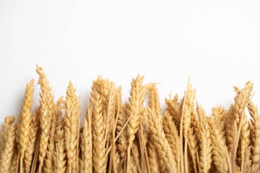 Altın buğday beyaz bir masada yatıyor. Çavdar sapı beyaz bir sırt üzerinde