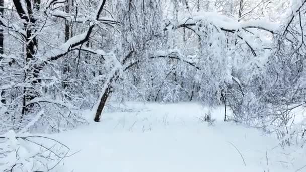 Bosque Nevado Invierno Ramas Cubiertas Nieve Árboles Contra Cielo Azul — Vídeos de Stock