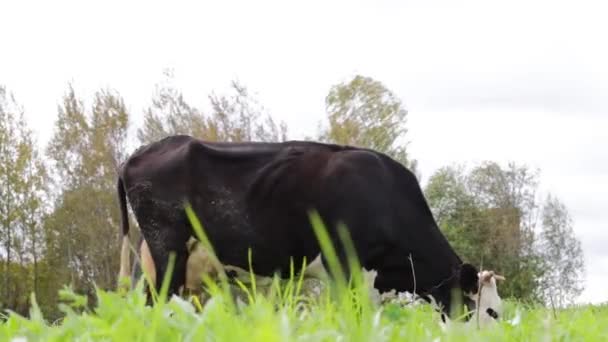 Una Vaca Manchada Blanco Negro Roza Pasto — Vídeos de Stock