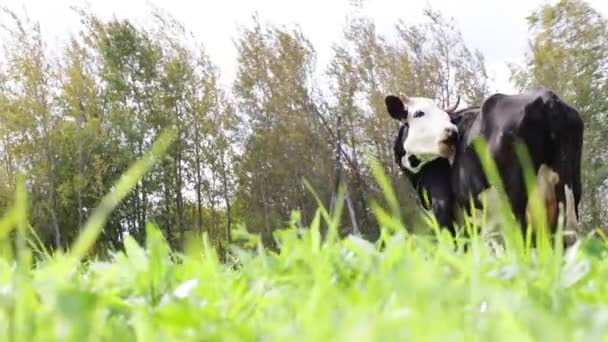 Plama Czarno Biała Krowa Wypasa Się Pastwisku — Wideo stockowe