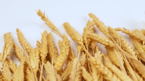 金色的小麦躺在白桌上 白色背景上的黑麦茎 — 图库视频影像