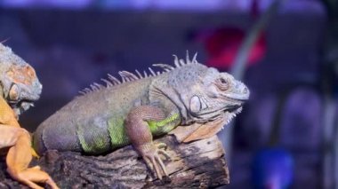 Farklı renklerde iki iguana bir ağacın kütüğünde yatıyor. Soğukkanlı..