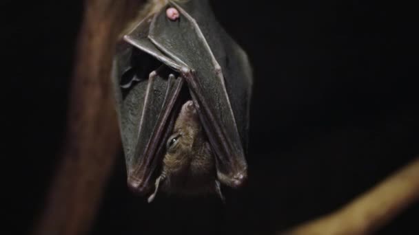 Chien volant égyptien Le Nil ailé Rousettus aegyptiacus pend à l'envers et dort. Une chauve-souris suspendue à une branche oscille dans un rêve. La souris est dans l'obscurité .