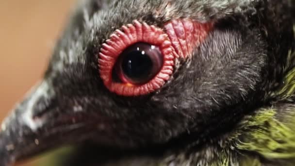 Taç Giymiş Partridge Rollulus Göz Kırpıyor Dişi Kekliğin Gözü Yakın — Stok video