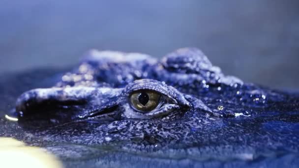 Crocodylus Siamensis Crocodilo Siamês Close Pequenas Ondulações Água — Vídeo de Stock