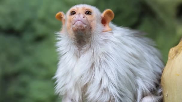 Zilveren Marmoset Mico Argentatus Zit Een Stok Jeukt Nieuwsgierige Marmoset — Stockvideo