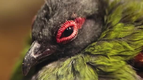 Korunovaný Partridge Rollulus Zamrká Oko Ženské Koroptve Zblízka — Stock video