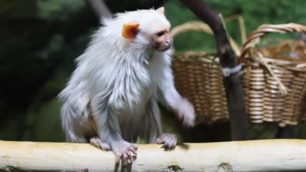 Zilvermarmoset Mico Argentatus Zit Een Stok Krabt Aan Zijn Achterpoot — Stockvideo