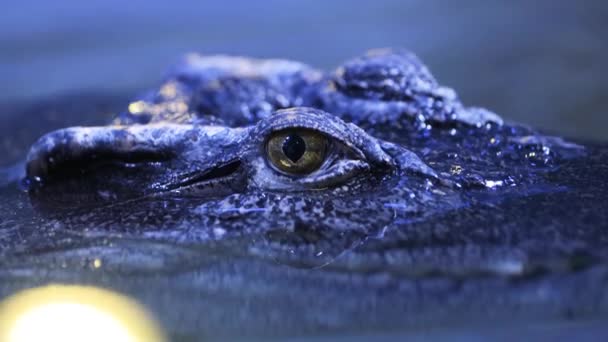 Сиамский Крокодил Crocodylus Siamensis Крупным Планом Маленькая Рябь Воде — стоковое видео