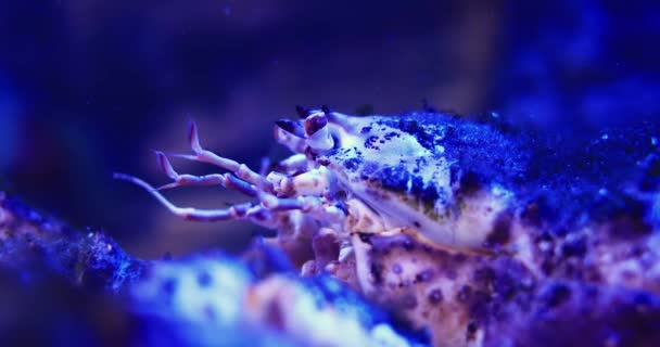 Primo Piano Del Granchio Kamchatka Paralithodes Camtschaticus Muove Antenne Sparatoria — Video Stock