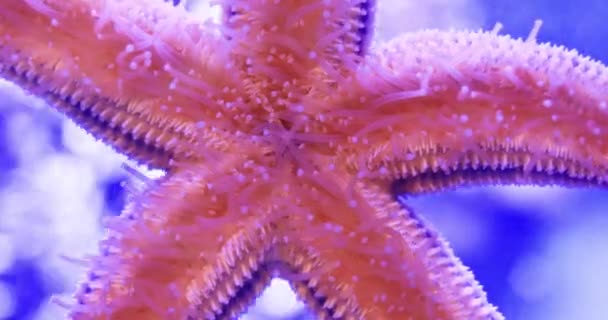 Amur Starfish Glass Aquarium Asterias Amurensis Moves Ambulacral Legs — Stock Video