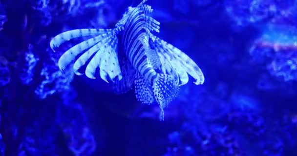 Pterois Volitans Lionfish Swimming Depth Underwater Shooting — Stock Video