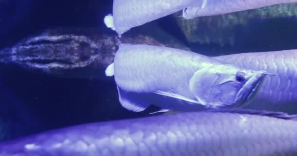 Зграя Легких Араван Osteoglossum Bicirrhosum Риба Плаває Акваріумі — стокове відео