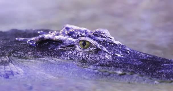 Siamese Krokodil Crocodylus Siamensis Close Kleine Rimpelingen Het Water — Stockvideo