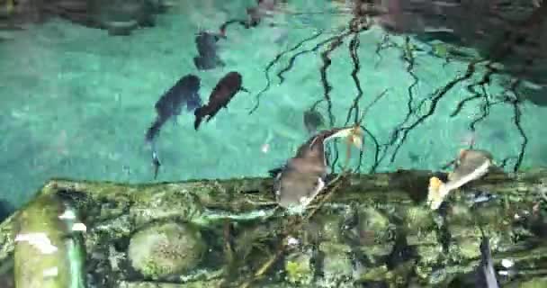 Tubarão Preto Branco Peixe Gato Comum Nadam Piscina — Vídeo de Stock