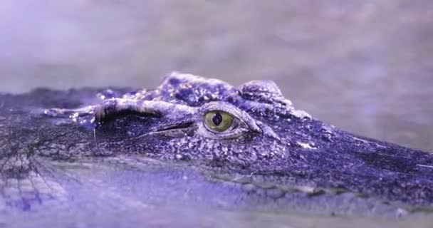 Sziámi Krokodil Crocodylus Siamensis Közelkép Kis Hullámok Vízben — Stock videók