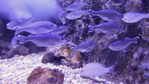 Kuhlia Mugil Fish School Koupe Vodě — Stock video