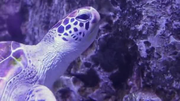 Zöld Tengeri Teknős Kap Levegőt — Stock videók