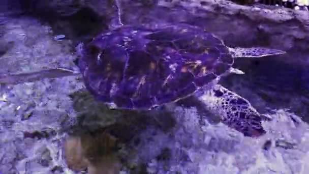 Зеленая Черепаха Плавает Воде — стоковое видео
