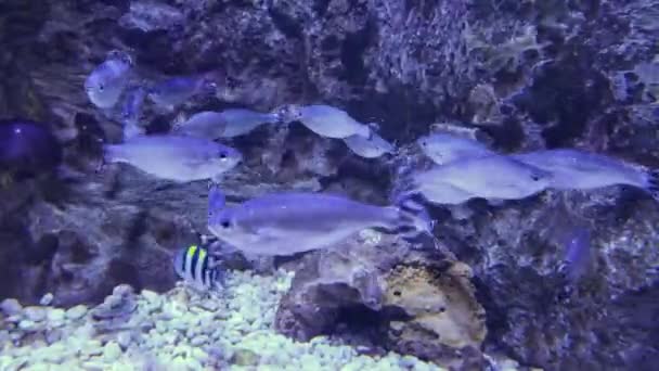 Escuela Peces Kuhlia Mugil Está Nadando Agua — Vídeo de stock