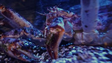 Kamçatka yengeci yakın plan. Paralithodes camtschaticus antenleri hareket ettirir. Sualtı ateşi.