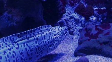 Gymnothorax favagineus leopar moray yılan balıkları ağzını açar..