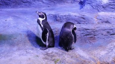 Humboldt pengueni duruyor ve taranıyor. Yakınlarda iki penguen var..